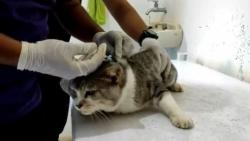 Ratusan Hewan di Kota Pekalongan Divaksin Antirabies 