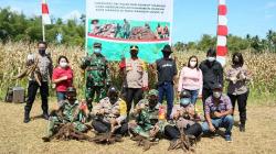 Jelang HUT Ke-76 TNI, Kodim 1309 dan Polresta Manado Panen Singkong Bersama 