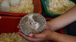 Peternak Landak Mini Kewalahan Penuhi Permintaan