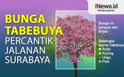 Infografis Bunga Tabebuya Percantik Jalanan Kota Surabaya