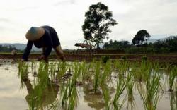 Pupuk Subsidi Terbatas, Ini Saran Pemprov Jateng untuk Petani 