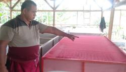 Ternak Jangkrik, Cara Yosep Keluar dari Masalah Ekonomi di Masa Pandemi