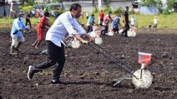 Momen Presiden Jokowi Membantu Petani Tanam Jagung di Sorong Papua Barat