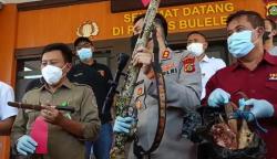 Diintai Petugas, Pemburu Kijang di TNBB Buleleng Akhirnya Ditangkap