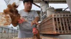 Kurangi Kerugian, Peternak Ayam Petelur di Boyolali Pilih Afkir Dini 