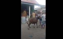 Waduh, Sapi Bantuan Anggota DPRD Lotim Kabur saat Diserahkan ke Warga 