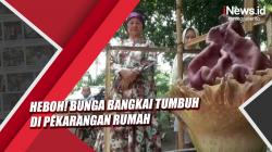 Video Bunga Bangkai Tumbuh di Pekarangan Rumah Hebohkan Warga Pamulang