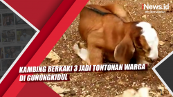 Video Kambing Berkaki 3 Jadi Tontonan Warga di Gunungkidul<