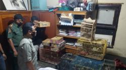 Polisi Bongkar Penjualan Satwa Dilindungi di Bukittinggi, 583 Burung Diamankan