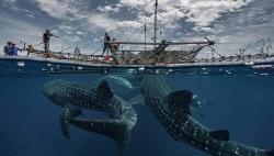 7 Tempat Wisata Alam di Nabire Papua, Surganya Traveler 