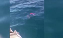 Warga Baubau Geger, Mayat Bocah Berseragam Sekolah Ditemukan Mengapung di Laut