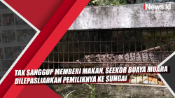 Video Tak Sanggup Memberi Makan, Seekor Buaya Muara Dilepasliarkan Pemiliknya ke Sungai