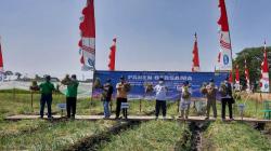 Budi Daya Bawang Merah di Sragen Didorong Dimaksimalkan 