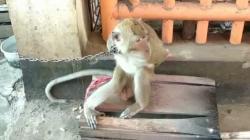 Bocah 2,5 Tahun di Kuningan Diserang Monyet, Leher dan Tangan Terluka<
