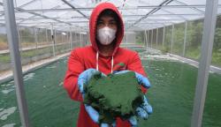 Budi Daya Alga Klaten Berkualitas Diekspor ke Amerika Serikat hingga Rusia