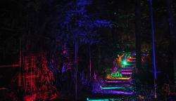 Taman Hutan Menyala, Sensasi Wisata Malam Hari di Kabupaten Bandung