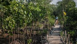 34.000 Hektare Mangrove Direhabilitasi hingga Akhir Tahun 2021