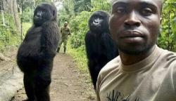 Pernah Viral karena Foto Selfie, Gorila Ini Mati di Pelukan Pengasuhnya