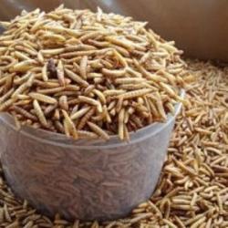 Diminati Investor Belanda, Produk Turunan Kelapa dan Belatung Indonesia Diborong Rp10,770 Triliun 