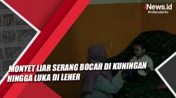 Video Monyet Liar Serang Bocah di Kuningan hingga Luka di Leher<