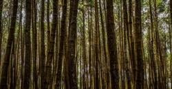 Tempat Wisata di Kudus 