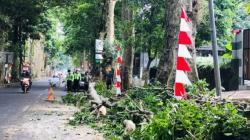 Pengendara Motor Tewas Tertimpa Dahan Pohon, Ini Penjelasan Disperumkim Kota Bogor