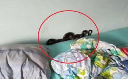 Bayi 5 Bulan Ini Tak Mau Tidur, Ternyata Ada Ular Hitam di Bawah Bantal