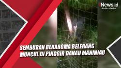 Video Semburan Beraroma Belerang Muncul di Pinggir Danau Maninjau, Warga Resah