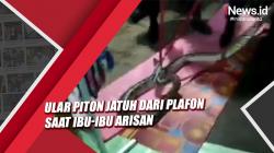 Video Ular Piton Jatuh dari Plafon Rumah di Sampit saat Ibu-Ibu Arisan
