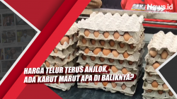 Video Harga Telur Terus Anjlok, Ada Karut Marut Apa di Baliknya?