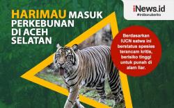 Infografis Harimau Sumatera Masuk ke Perkebunan Warga