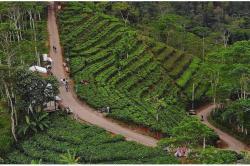 Pengembangan Pariwisata di Perbukitan Menoreh Terkendala Infrastruktur Jalan