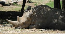 Toby, Badak Putih Tertua di Dunia Mati di Kebun Binatang