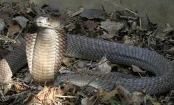 Ngeri, Ular King Kobra 3,5 Meter Teror Warga Desa Cisalak Sumedang