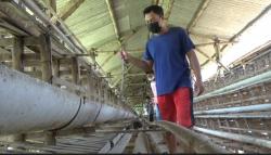  Harga Anjlok, Peternak Ayam Petelur di Boyolali Gulung Tikar 