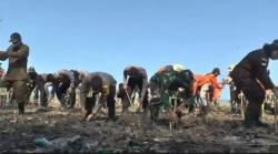 Cegah Abrasi, Ribuan Bibit Mangrove Ditanam di Pantai Tanggul Tlare Jepara 