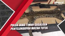Video Polda Jawa Timur Gagalkan Penyelundupan Macan Tutul