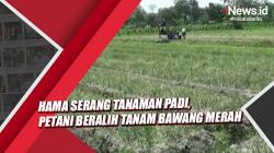 Video  Hama Serang Tanaman Padi, Petani di Tuban Beralih Tanam Bawang Merah