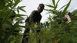 Mendaki Lembah Lewati Sungai, BNN Aceh Temukan Ladang Ganja 3,5 Hektare