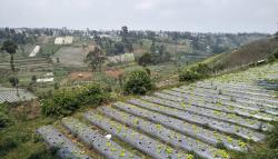 Alih Fungsi Lahan Jadi Tantangan Penyediaan Pangan, 100.000 Hektare Sawah per Tahun Terkikis Pembangunan