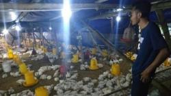 Super Electric Cikhen, Layanan PLN Solo untuk Peternak Modern 