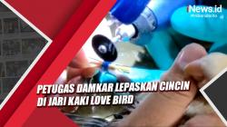 Video Petugas Damkar Lepaskan Cincin di Jari Kaki Love Bird