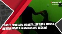 Video Proses Evakuasi Monyet Liar yang Masuk Rumah Warga di Jember Berlangsung Tegang