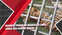Video Harimau Penerkam Manusia di Jambi, Kurus dan Kurang Makan