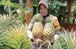 Sukses Kembangkan Nanas Bagong, Polwan Bantul Raih Pin Emas Kapolri