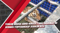 Video Terkam Warga Jambi hingga Tewas, Harimau Ini Berhasi Terperangkap Jebakan Besi