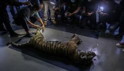 Harimau Sumatera Ditemukan Mati Terjerat di Desa Tanjung Leban Pekanbaru