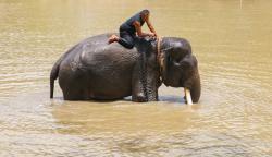  Cerita Rakyat Yogyakarta, Asal Usul Kali Gajah Wong