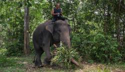 Begini Momen Pawang bersama Gajah di Taman Nasional Way Kambas