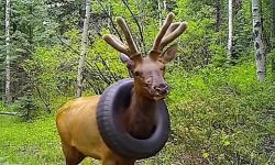 Akhirnya Ban Mobil Terjebak di Leher Rusa Dilepas Setelah 2 Tahun